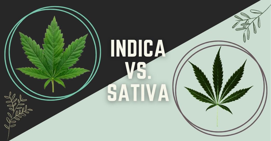 Indica VS. Sativa - Understanding The Differences And Choosing The Right Cannabis For You